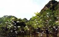 Bird valley